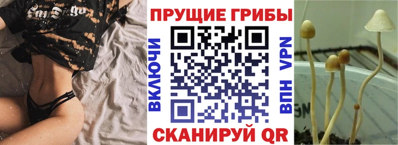 Псилоцибиновые грибы мухоморы  наркошоп  Тында 